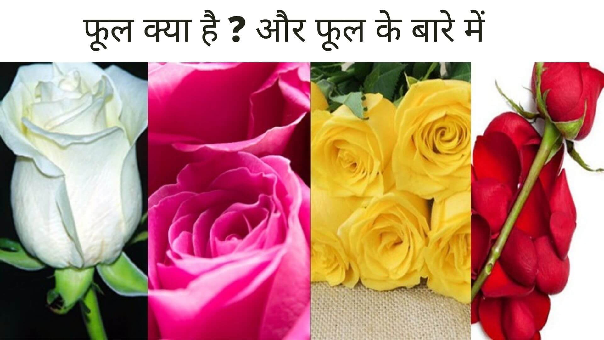 Flower Name In English Hindi 