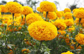 Marigolds