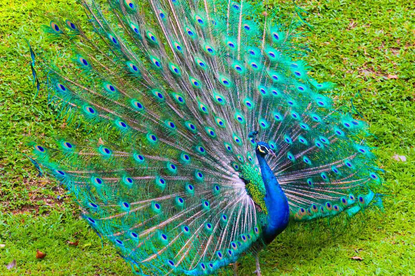 Peacock In Hindi