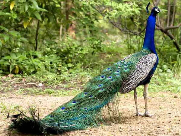 Peacock